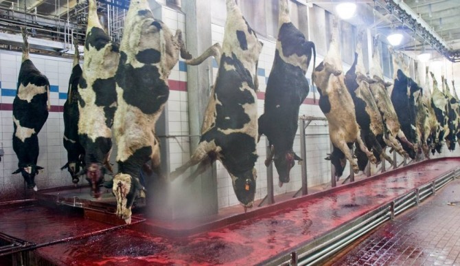 카길육류솔루션의 일부 생산유통 제품이 대장균 오염으로 리콜이 결정됐다. 자료=Meat Industry