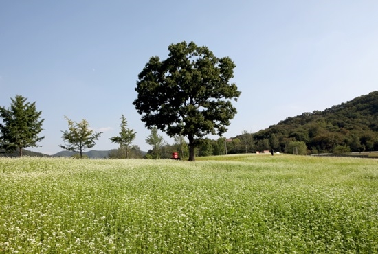 경기도 광주 곤지암도자공원에 3천평 규모 메밀꽃밭이 조성됐다. 사진=한국도자재단