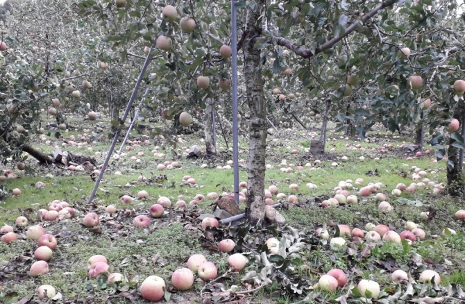 태풍 '콩레이'의 영향으로 영주 한 과수원의 사과가 낙과해 바닥에 널부르져 있다. 여름 폭염과 태풍으로 작황이 부진한 탓에 10월에도 과일값과 채소값이 오름세를 유지하고 있다. 사진=뉴시스