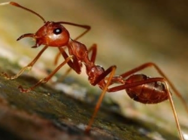 붉은불개미가 추가 발견되지는 않았다. 사진=홈피