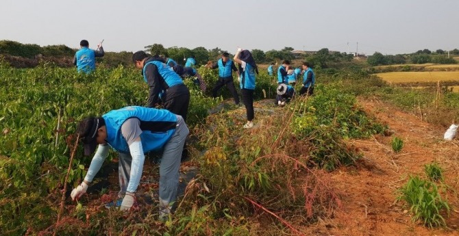 한국농어촌공사 임직원들이 일손이 부족한 농가를 도와 작업을 하고 있다. 사진=한국농어촌공사
