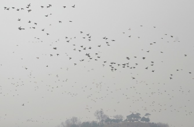 지난 12일 오후 서울 동호대교에서 철새들이 날아다니고 있다. 사진=뉴시스