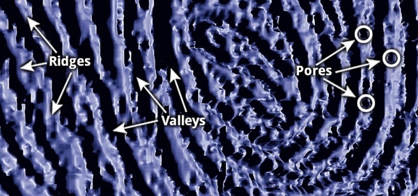 지문센서가 인식하는 지문의 각 부위(사진=소나베이션)