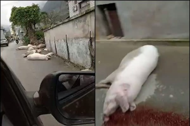 중국대륙에서 아프리카돼지콜레라가 심각한 수준으로 확산되고 있다. 중국의 인터넷에서는 최근 돼지의 사체가 길거리에 방치된 모습을 담은 동영상이 게시됐다. 자료=대기원