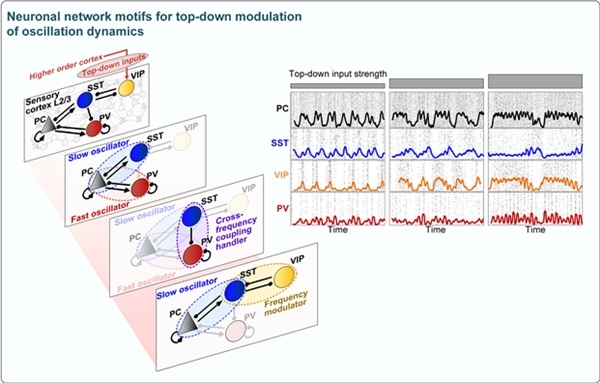 조광현 카이스트 교수팀이 규명한 뇌파의 생성 및 변조를 담당하는 핵심 신경회로 (사진=KAIST)