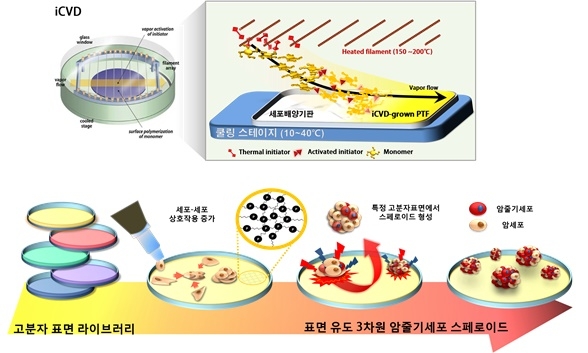 3차원 암줄기세포 스페로이드(회전타원체) 형성 모식도 (사진=카이스트)