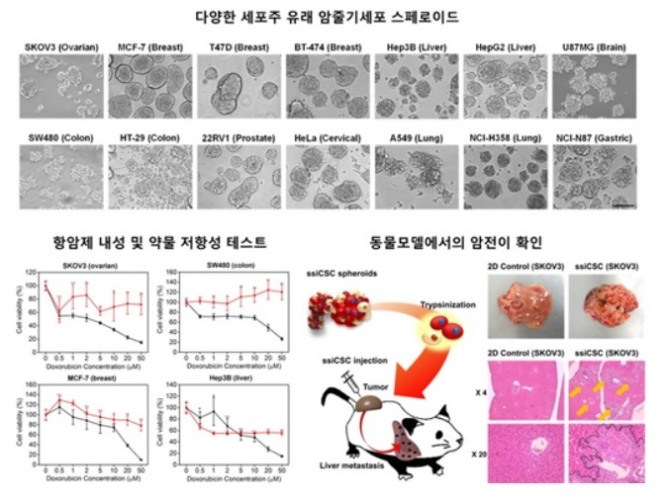 형성된 암줄기세포를 이용한 약물 저항성 확인 과정 (사진=카이스트)