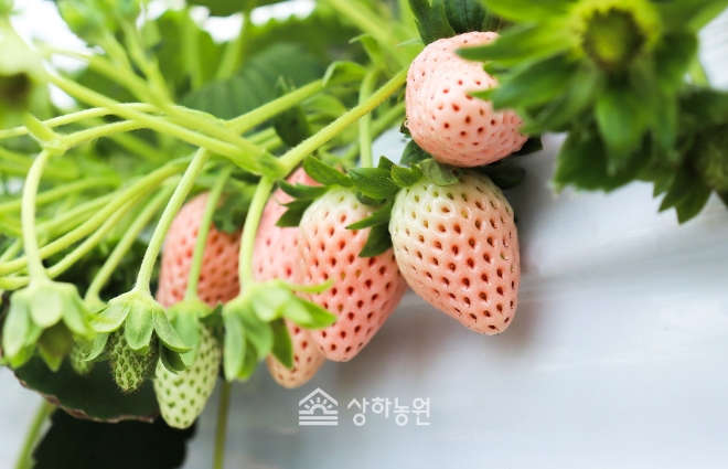 상하농원 만년설 딸기로 유명한 ‘하얀 딸기’  매일유업=제공