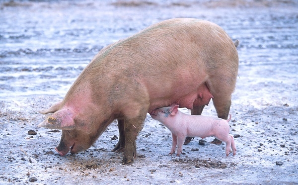 국립지리정보원은 전국에 돼지와 관련된 지명은 12곳이라고 밝혔다. (사진=위키피디아)