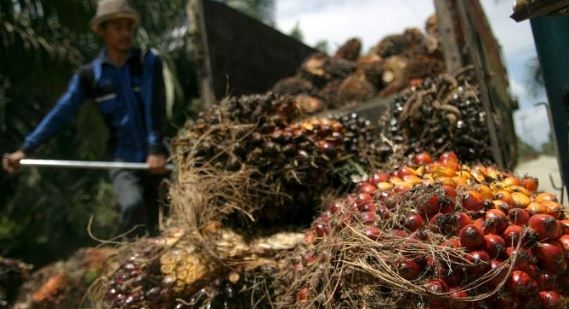 미국 정부가 강제노동 등을 이유로 말레이사의 한 팜모일 수출업체의 팜오일 수입을 금지했다.사진=CNBC