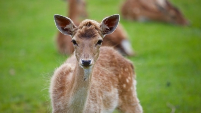 유한양행이 뉴질랜드 사슴 농장 ‘파무’와 사슴 우유 공급 계약을 체결했다.