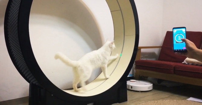 한국의 스타트업 리틀켓이 출품한 고양이 비만 막기 위한 스마트 러닝 머신이 세계 최대 전자제품 전시회인 미국 라스베이거스에서 열린 'CES 2019'에서 폭발적인 관심을 끌었다. 이 고양이 러닝 머신은 고양이의 원초적인 사냥 본능을 이용해 계속 운동하도록 고안된 기기다.