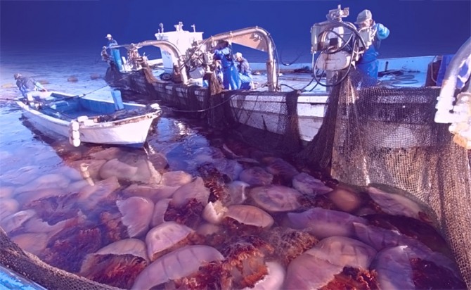 일본 열도와 한반도에 걸쳐 넓게 서식하는 노무라입깃해파리는 몸길이 2m, 몸무게는 200㎏에 달해 해수욕장의 피서객뿐만 아니라 어업에도 피해를 주고 있다. 자료eatingjellyfish