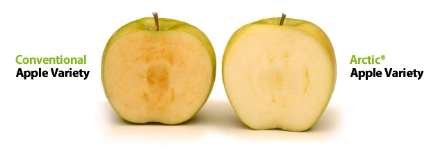 사진에서 오른쪽 사과가 잘랐을 때 갈색으로 변하지 않도록 유전자를 변형시킨 '북극 사과'다. 환경단체의 격렬한 반대로 주춤했던 이 GM사과가 다시 정상궤도로 회복해 사과 말랭이, 슬라이스 잼 등 다양한 제품들이 출시되기 시작했다. 