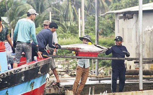 베트남 중부에 위치한 Thien Chanh 2 마을 어부들이 참치를 잡고 있다.