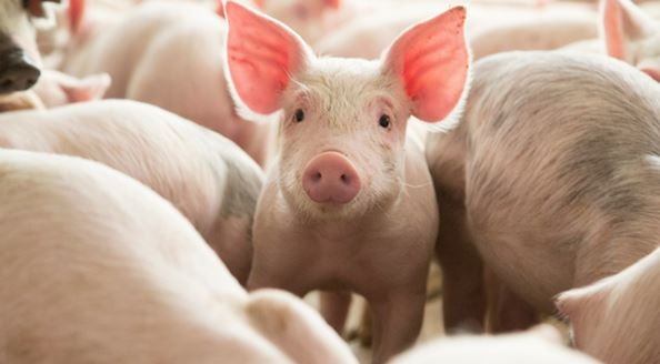 중국 내 항생물질 남용으로 인해 항생제에 내성이 있는 바이러스의 창궐로 오는 2050년에는 100만명이 사망할 것이라는 우려가 제기되고 있다. 사진은 중국내 축산농가에서 길러지는 돼지들. 