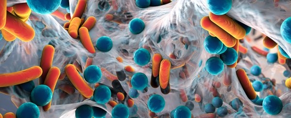 최근 과학자들은 인간 장에서 새로운 박테리아 2000종이 살고 있음을 확인해 앞으로 위장병 진단과 치료에 큰 기대를 모으고 있다. 지금까지 과학자들은 장내에 300~1000종의 박테리아가 살고있으며 전체 박테리아 99%는 30~40종이 박테리아가 차지하는 것으로 주장해왔다.