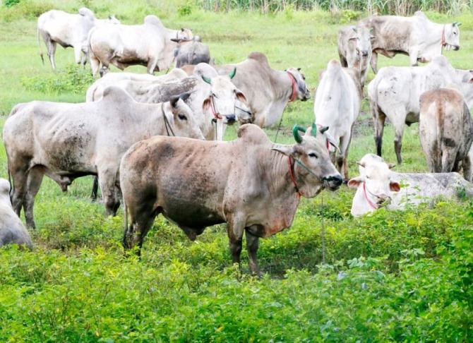 미얀마산 소들의 해외 수요가 커지자 미얀마가 수출을 추진하고 있다. 사진=미얀마타임스