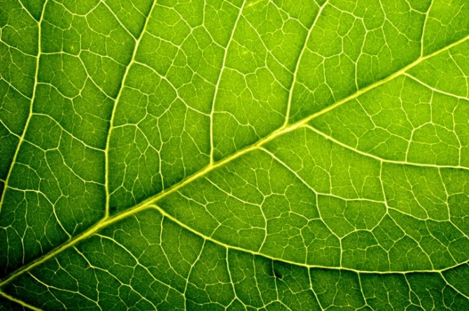 미국 일리노이 공과대학 과학자들이 광합성을 할 수 있는 인공 나뭇잎을 개발했다. 이 나뭇잎은 일반 나뭇잎에 비해 10에서 수백 배의 이산화탄소를 받아들일 수 있다. 따라서 대기중의 이산화탄소를 줄여 온난화 방지에 기여할 수 있을 것으로 예상된다. 