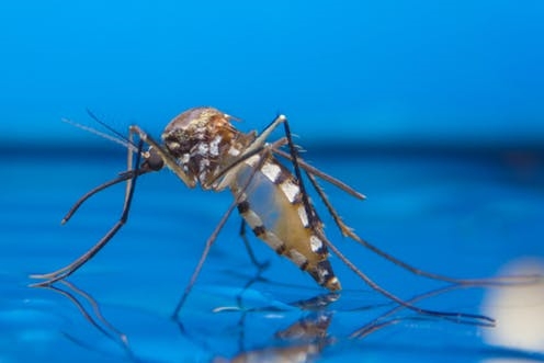 미세플라스틱은 이제 세계적인 관심사다. 최근 미세플라스틱은 모기와 같이 날아다니는 곤충에 의해서도 전파되는 것으로 확인됐다. 해산물은 물론 최근에는 소금과 맥주에도 포함된 것으로 알려졌다. 