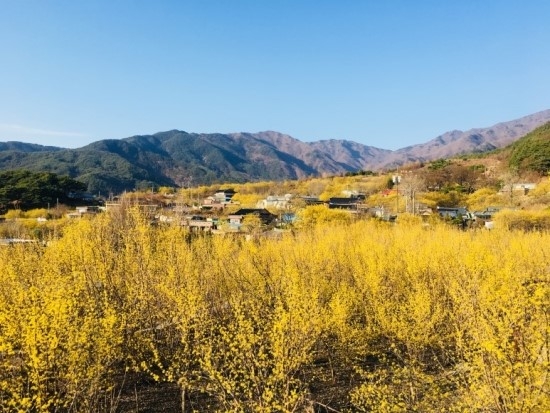 전남 구례 산수유 마을.