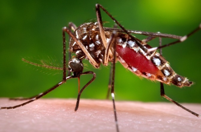 뎅기열 감염을 매개하는 '이집트숲모기(Aedes aegypti)'