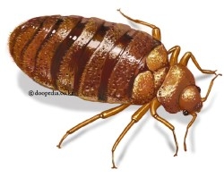 빈대(bedbug). 사진=두산백과사전 