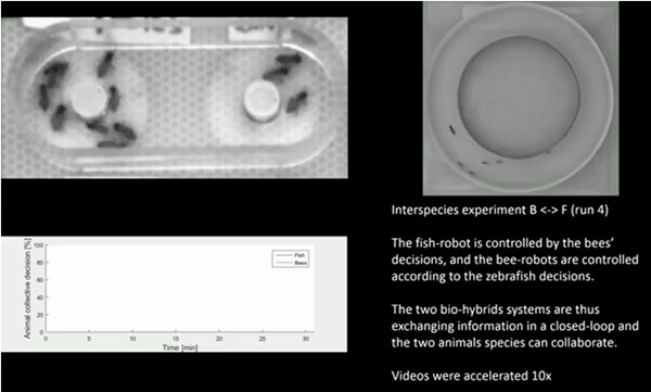 물로기로봇은 벌들의 결졍에 의해 조종됐고 벌로봇은 제브라피쉬의 결정에 따라 헤엄치는 방향을 바꿨다.(사진=유튜브)