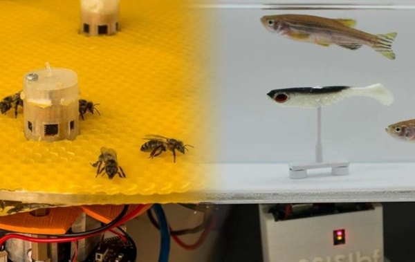1000km 떨어진 곳에서 벌과 물고기가 서로간에 소통을 해 모여들거나 헤엄치는 방향을 바꾼다는 실험결과가 나왔다. (사진=사라 페린, EPFL)