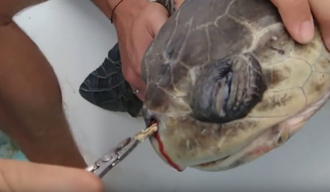 플라스틱 빨대 등 1회용품의 무분별한 사용에 경각심을 불러일으켰던 거북이 코에 박힌 빨대를 제거하는 장면. 사진=유튜브
