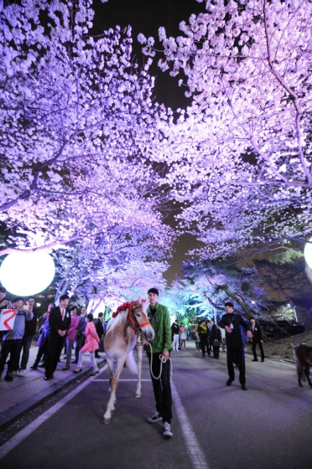 한국마사회가 6일부터 9일간 과천 렛츠런파크 서울에서 '2019 렛츠런파크 서울 야간 벚꽃축제'를 개최한다. 사진=한국마사회