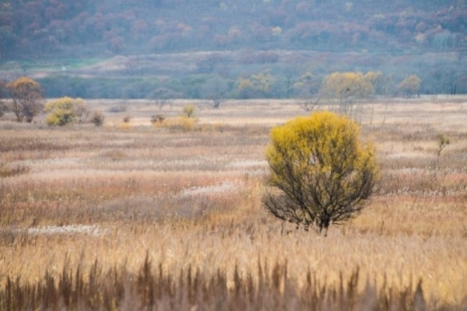 롯데상사가 러시아 우수리스크 북쪽 프리모스키 미하일로프 지역에 소유한 농지를 경작하지 않아 잡초가 무성하게 자라 있다.