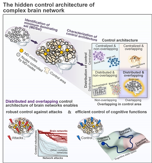 한국과학기술원(KAIST)은 바이오 및 뇌공학과 조광현 교수 연구팀이 뇌 영역 간 복잡한 연결 네트워크에 내재된 뇌의 제어구조를 규명했다.