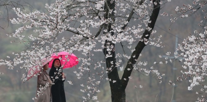 봄비가 내리고 있는 가운데 시민들이 만개한 벚꽃 사이를 걷고 있다. (사진=뉴시스)