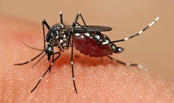 과학자들은 최근 말라리아 모기를 퇴치하기 위해 유전자 편집 기술을 이용한 유전자변형 모기를 개발했다. 이 GM모기는 불임이 되도록 디자인 됐다.