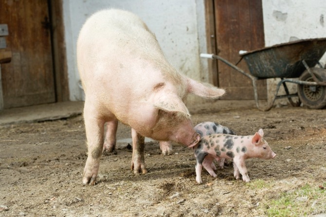중국 농업농촌부가 올해 하반기 대륙의 돼지고기 가격이 전년 동기 대비 70%를 넘어 사상 최고 수준에 달할 것으로 예상했다. 자료=글로벌이코노믹