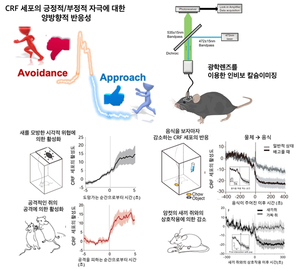 시상하부 CRF 세포의 양방향성의 활성도와 인비보 칼슘이미징모식도