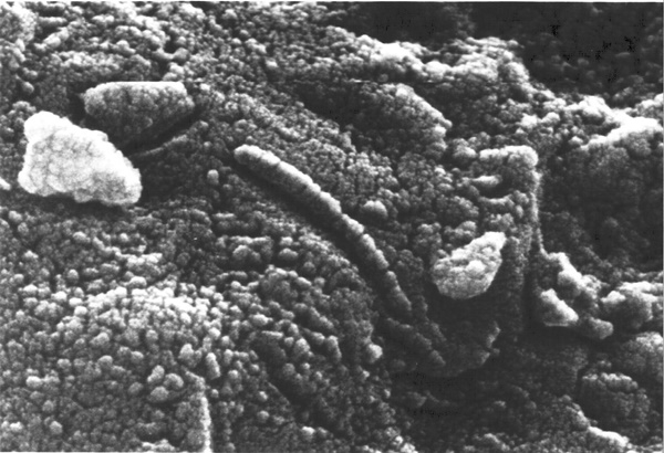 ALH84001암석을 전자현미경으로 촬영한 사진. 체인모양이 박테리아로 주장됐다. (사진=NASA)
