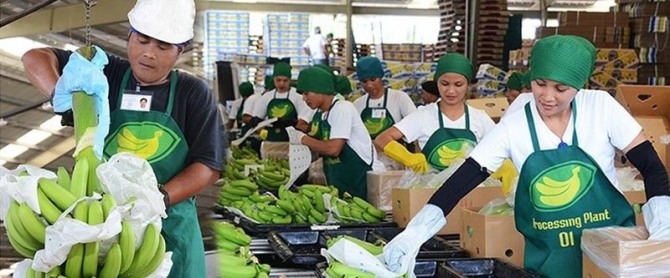 필리핀 바나나 가공공장에서 직원들이 바나나를 포장하고 있다. 사진=선스타