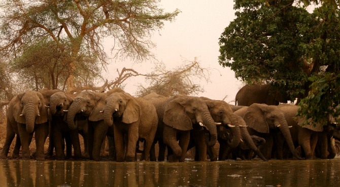 코끼리는 태국의 공식 상징 동물이면서도 밀렵과 불법 거래, 특히 상아의 밀수에서 세계 최고의 장소라는 오명을 안고 있다. 자료=글로벌이코노믹