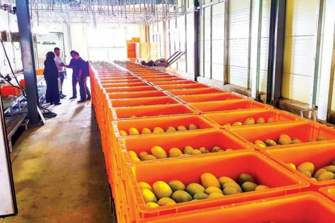 현대상사의 망고 포장 시설