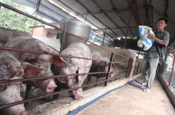 필리핀 정부는 중국, 러시아 등 아프리카 돼지콜레라 발생 국가의 수입 돼지고기를 압수할 것을 지시했다.