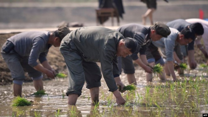 북한 주민들이 모내기를 하고 있다. 사진=VOA