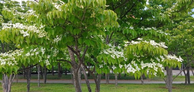 산딸나무