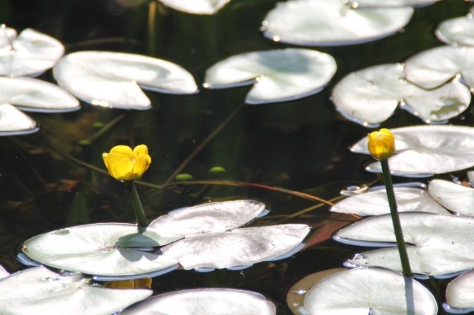 여름 연못의 귀염둥이, 왜개연꽃