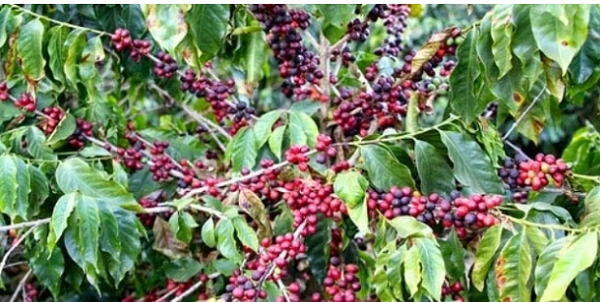 탄자니아 커피농장에서 재배되는 커피.