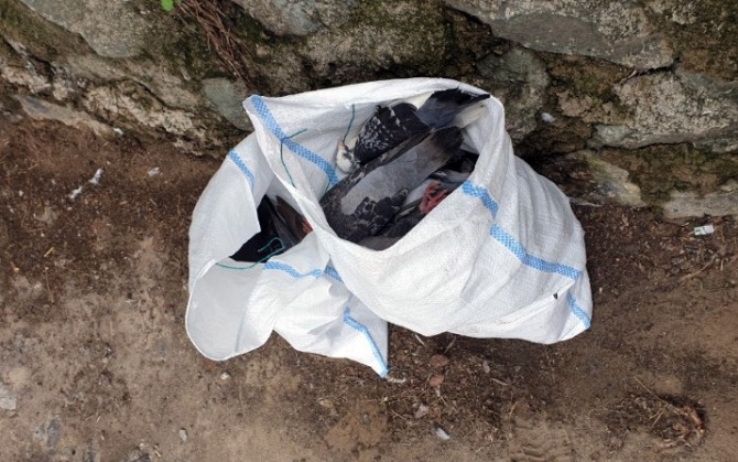 1일 오전 9시15분께 광주 동구 남광주 고가도로 밑 인도·천변 등지에서 비둘기 62마리가 집단 폐사한 채 발견됐다. 사진=뉴시스