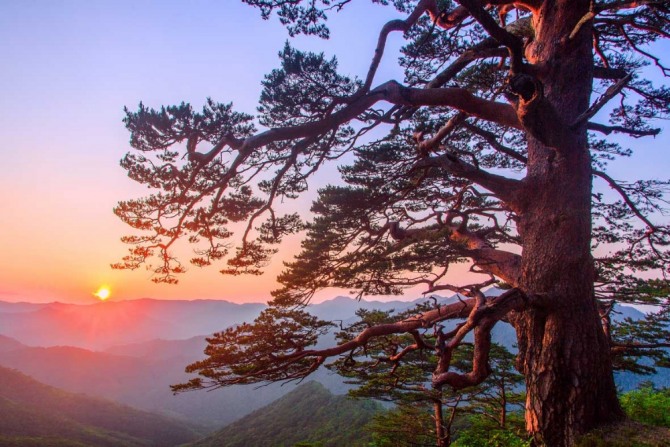 울진 '금강소나무숲'은 조선시대부터 관리되온 우리나라 최대 천연림 군락지다. 사진=울진군청