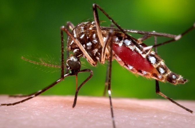 필리핀은 15일(현지 시간) 전국에서 창궐한 뎅기열 감염 유행으로 비상사태를 선포했다. 사진은 뎅기열 감염을 매개하는 '이집트숲모기(Aedes aegypti)'. 자료=글로벌이코노믹DB