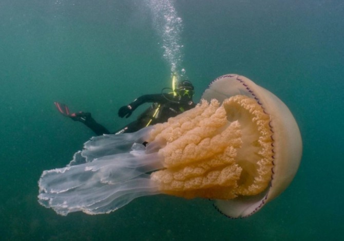 영국 해안에서 발견된 사람 크기의 거대한 해파리.사진=뉴욕포스트